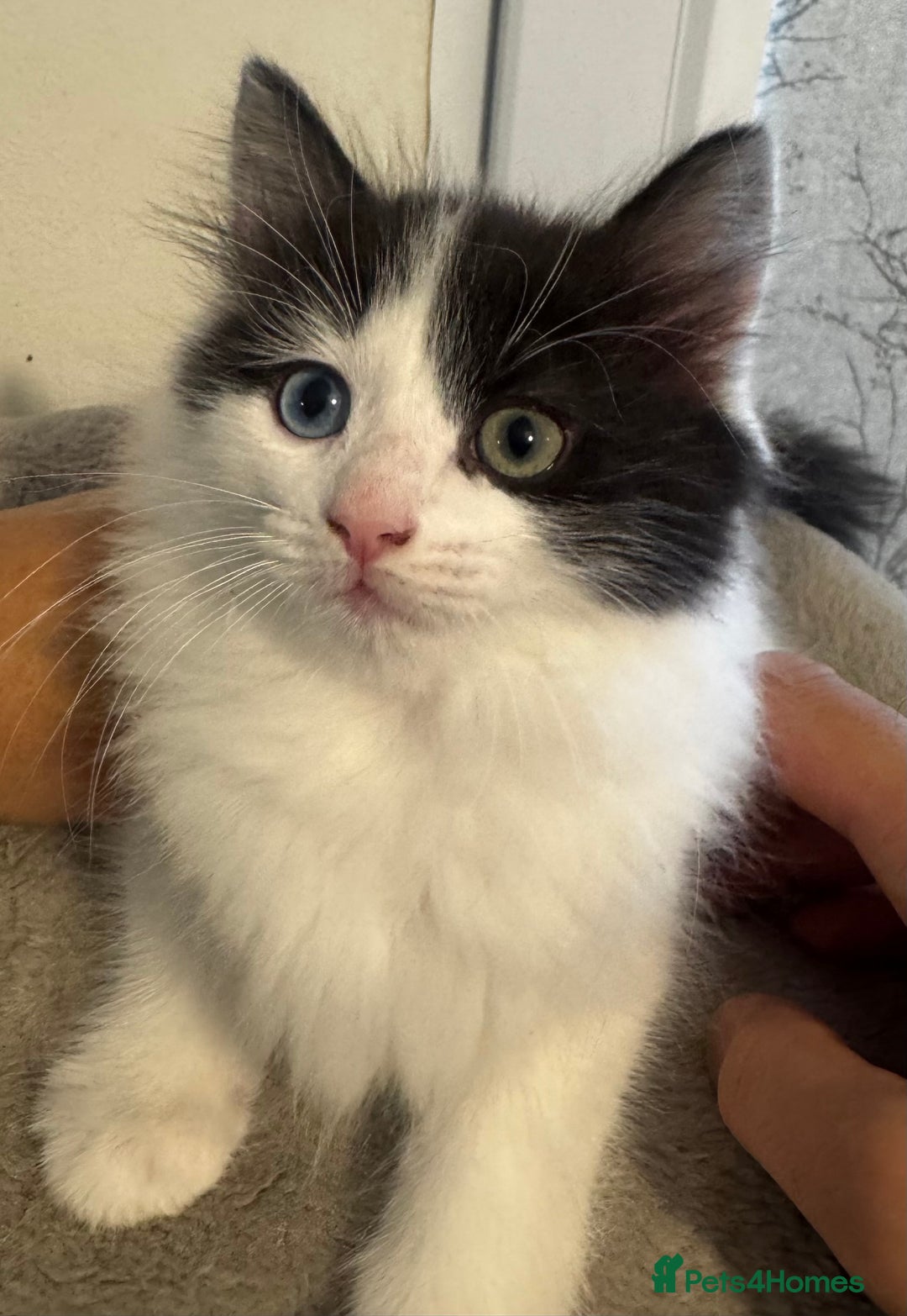 Ragdoll cats for sale: Beautiful Ragdoll Kittens  - Image 10