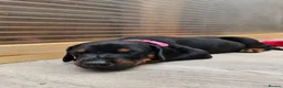 Dobermann dogs for sale: Gorgeous Full Pedigree Doberman puppies for sale  in Hull - Advert 16