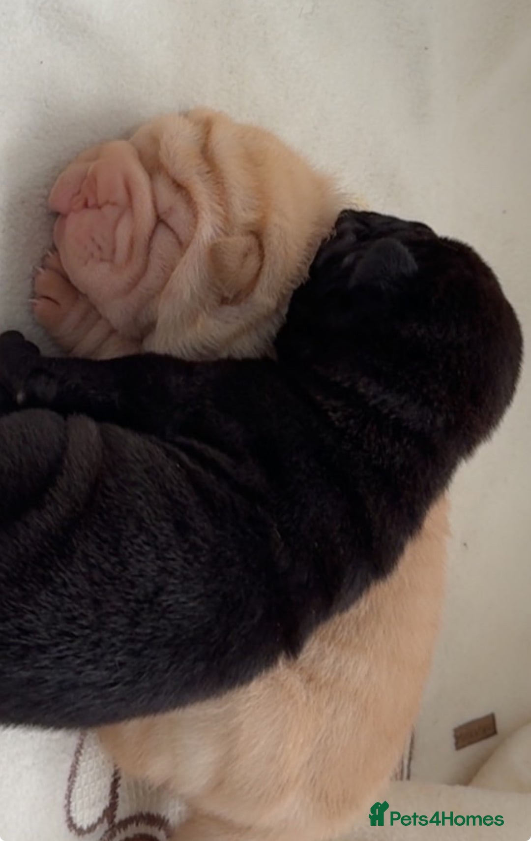 Shar Pei dogs for sale: Bear Coat Shar Pei’s - Advert 6