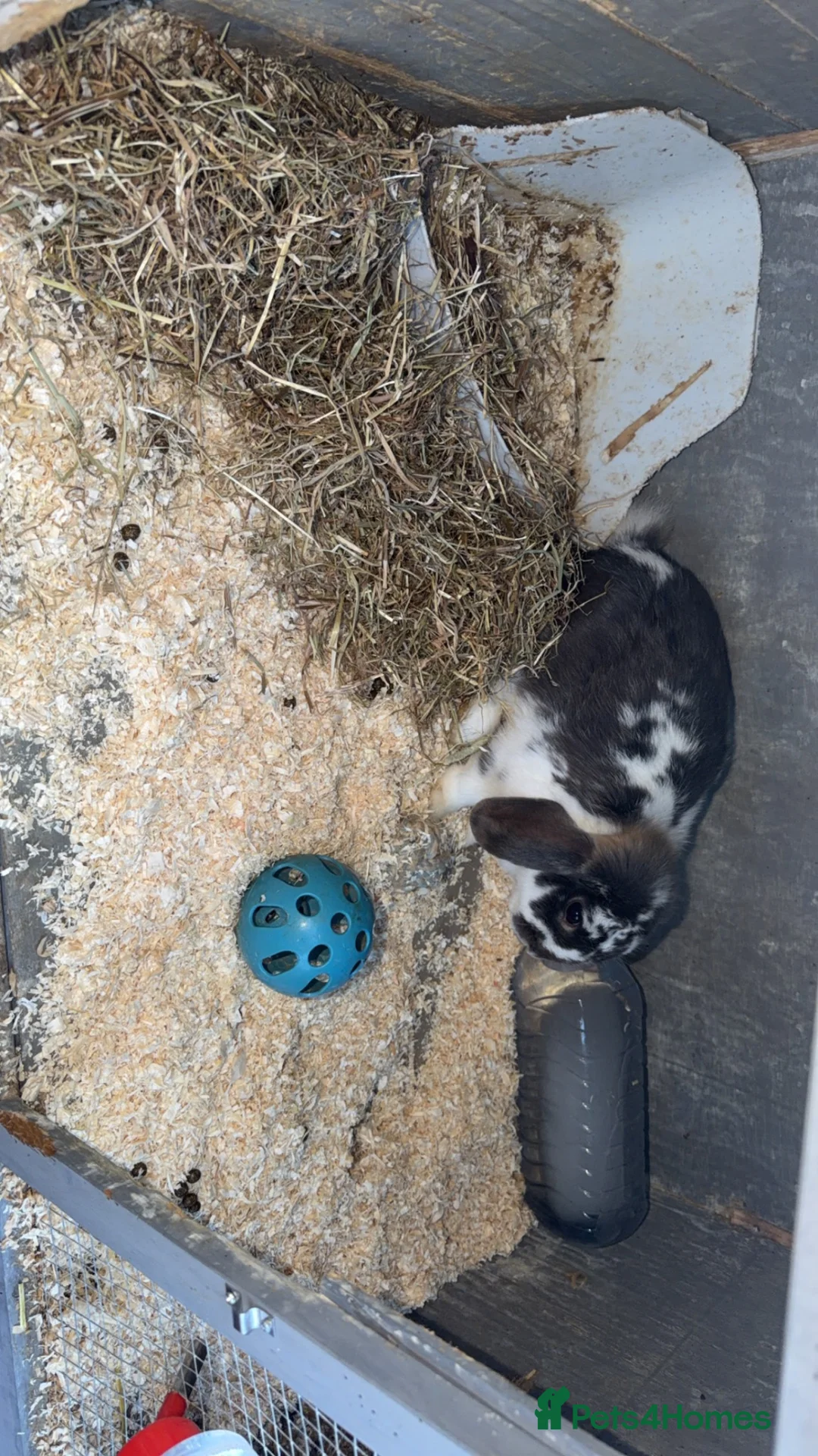 Mixed Breed rabbits for sale: 2 male rabbits  in Wallington - Advert 2
