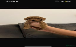 Poochon dogs for sale: STUNNING POOCHON - Image 7