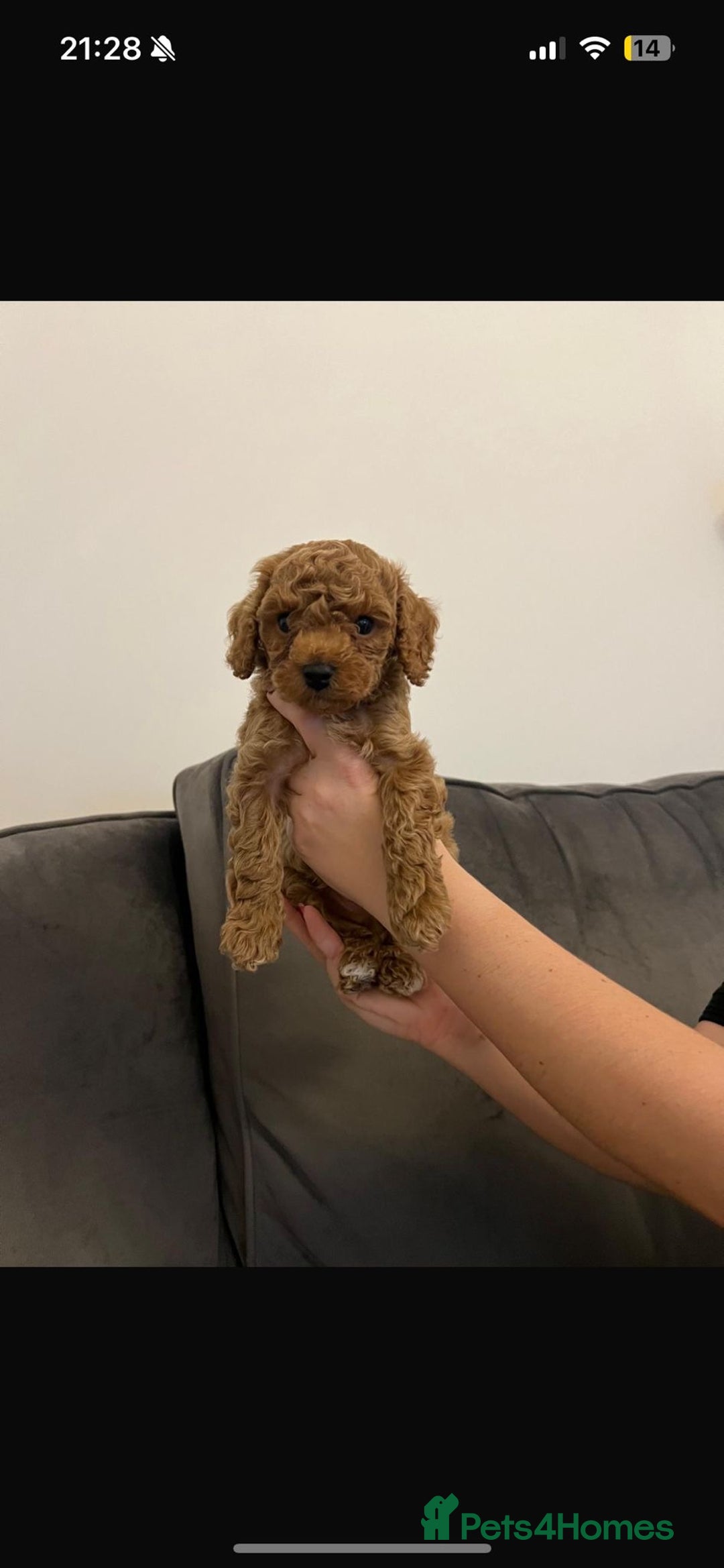 Poochon dogs for sale: STUNNING POOCHON - Image 7