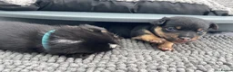 Mixed Breed dogs for sale: 3 male pomchi jacks in Preston - Advert 7