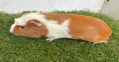 Guinea Pig rodents Female baby guinea pigs  - Advert 10