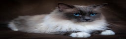 Ragdoll cats for stud: Stunning Blue mitted 'Smokey'  in Bedworth - Advert 1