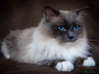 Ragdoll cats Stunning Blue mitted 'Smokey' in Bedworth - Advert 13