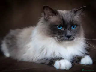 Ragdoll cats Stunning Blue mitted 'Smokey' in Bedworth - Advert 19