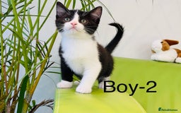 Mixed Breed cats for sale: Beautiful ,clever ,healthy village Kittens - Image 19