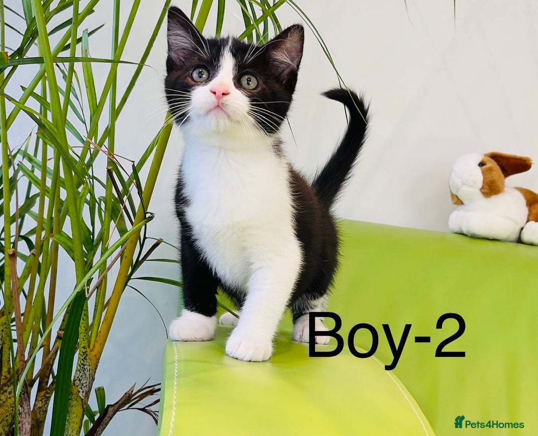 Mixed Breed cats for sale: Beautiful ,clever ,healthy village Kittens - Image 19