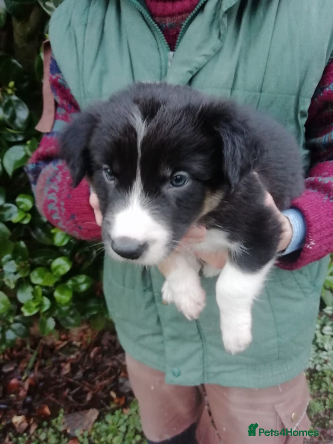 Border Collie dogs for sale: Adorable Border Collies for Sale - Advert 10
