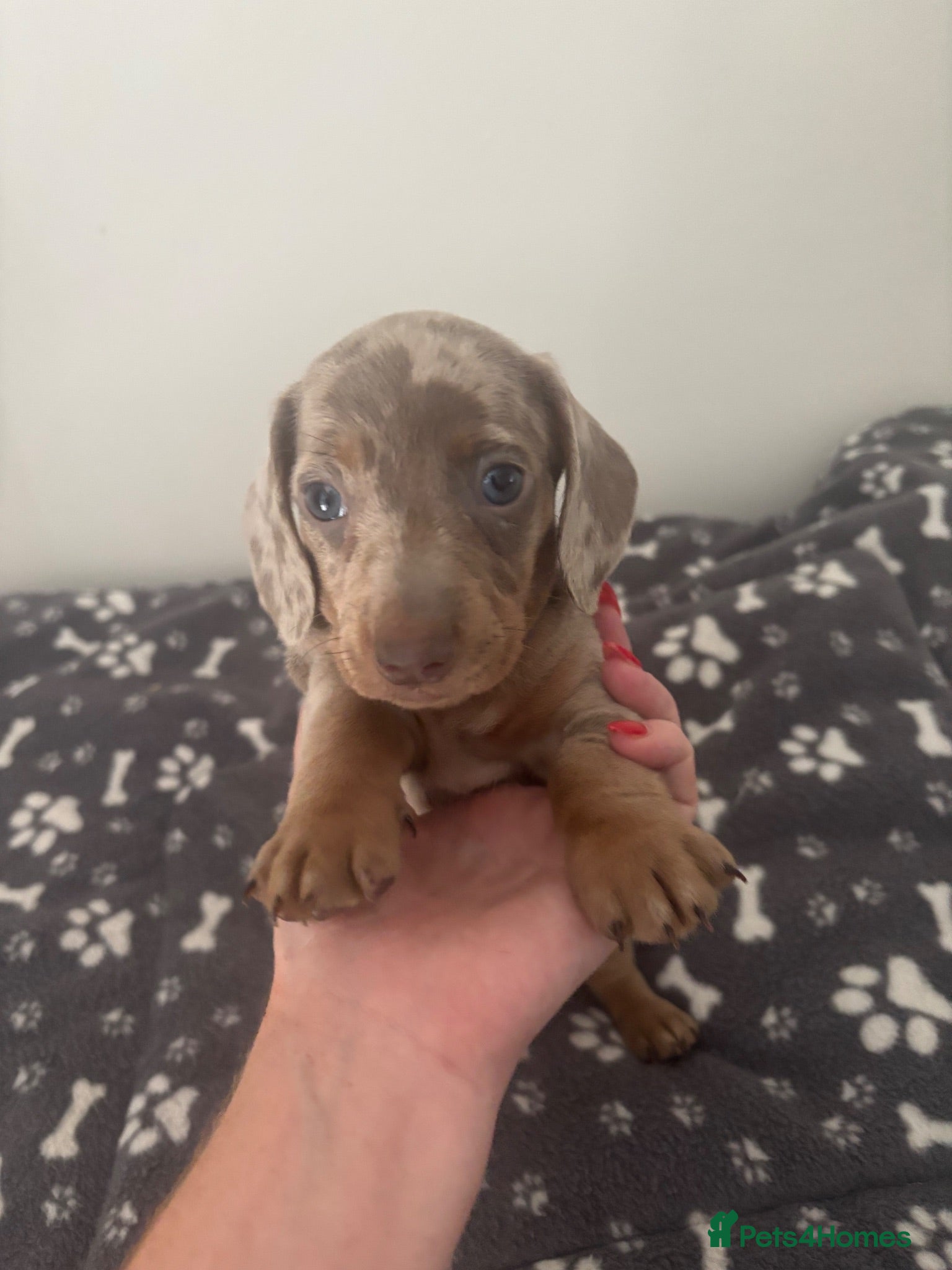 Miniature Dachshund dogs Miniature dachshund puppies - Advert 2