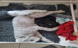Bedlington Terrier dogs for sale: Bedlington terrier pups. 1 boy, 1 girl available  - Image 2