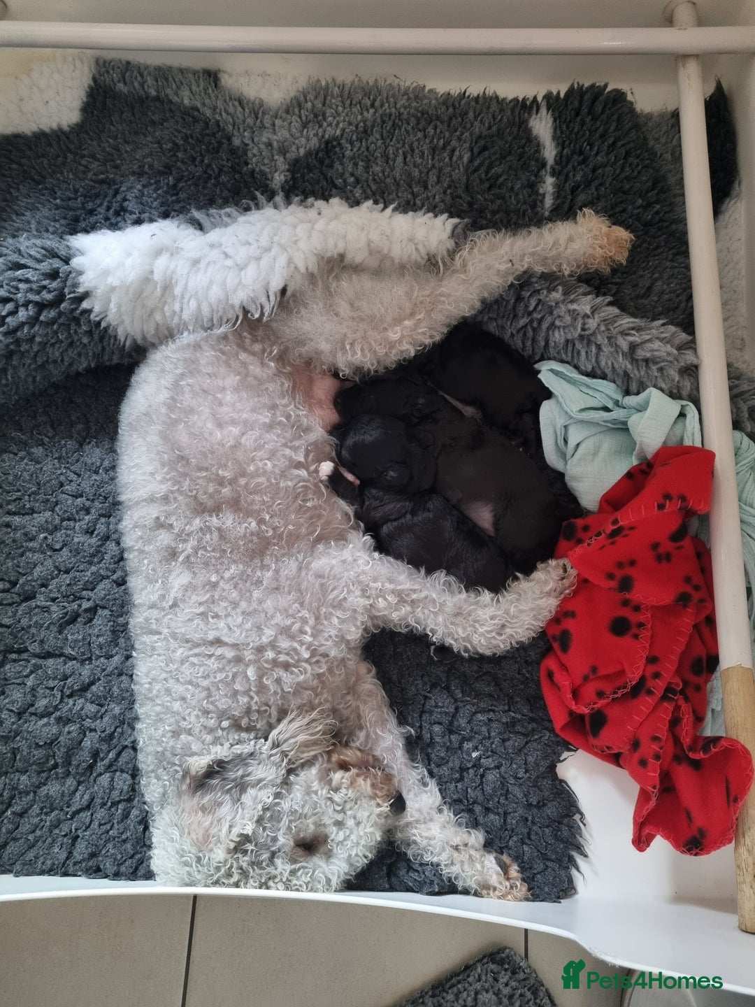 Bedlington Terrier dogs for sale: Bedlington terrier pups. 1 boy, 1 girl available  - Image 2