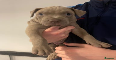 Mixed Breed dogs - Advert 11