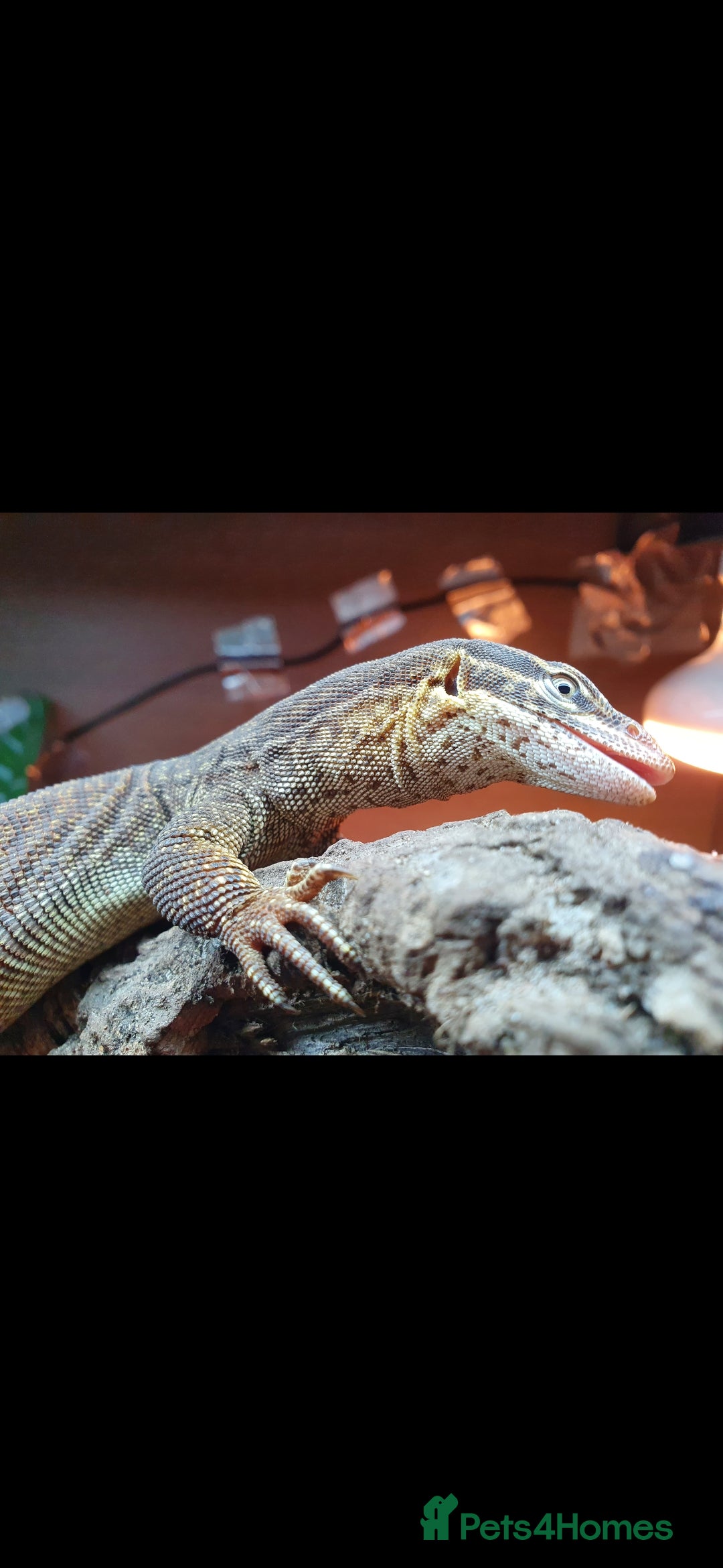 Monitor reptiles for sale: Ackie Monitor  - Advert 6