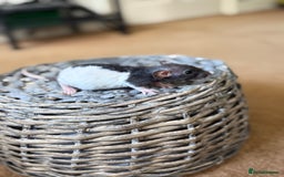 Rat rodents for sale: Ready to leave. Dumbo. Rex. Siamese.  - Image 12