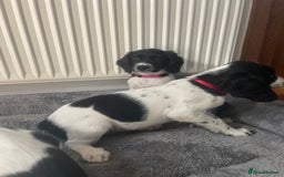 English Springer Spaniel dogs for sale: Beautiful English Springer Spaniels - Image 13