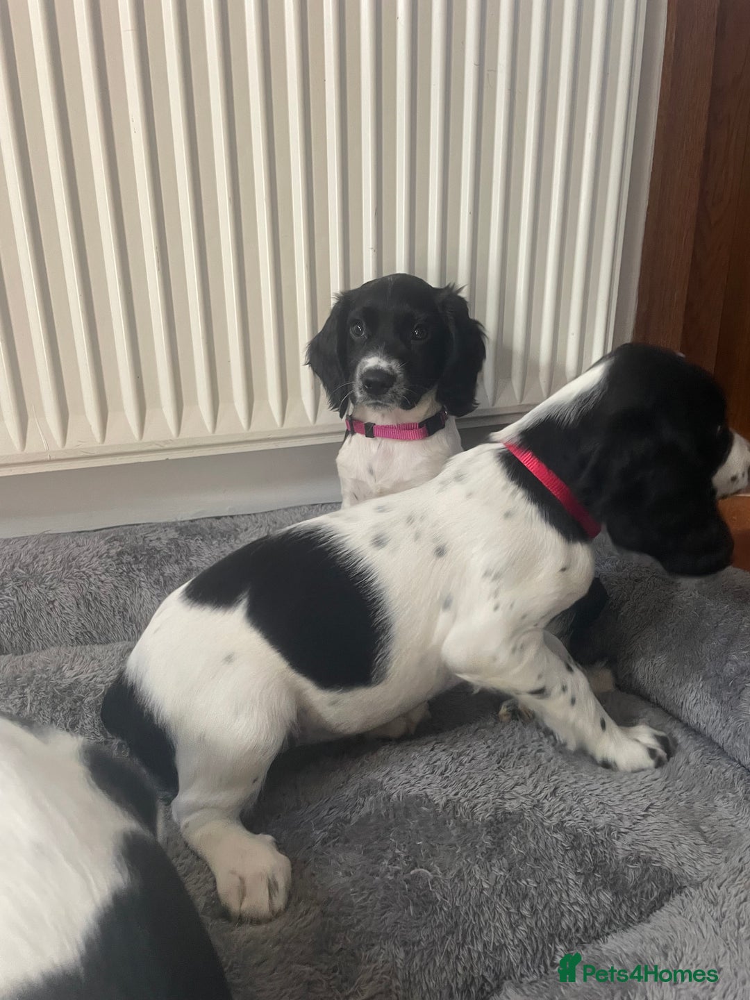 English Springer Spaniel dogs for sale: Beautiful English Springer Spaniels - Image 13
