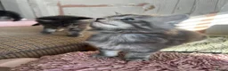 Maine Coon cats for sale: Chunky main coons 🩷🩷🩷💙 - Advert 11