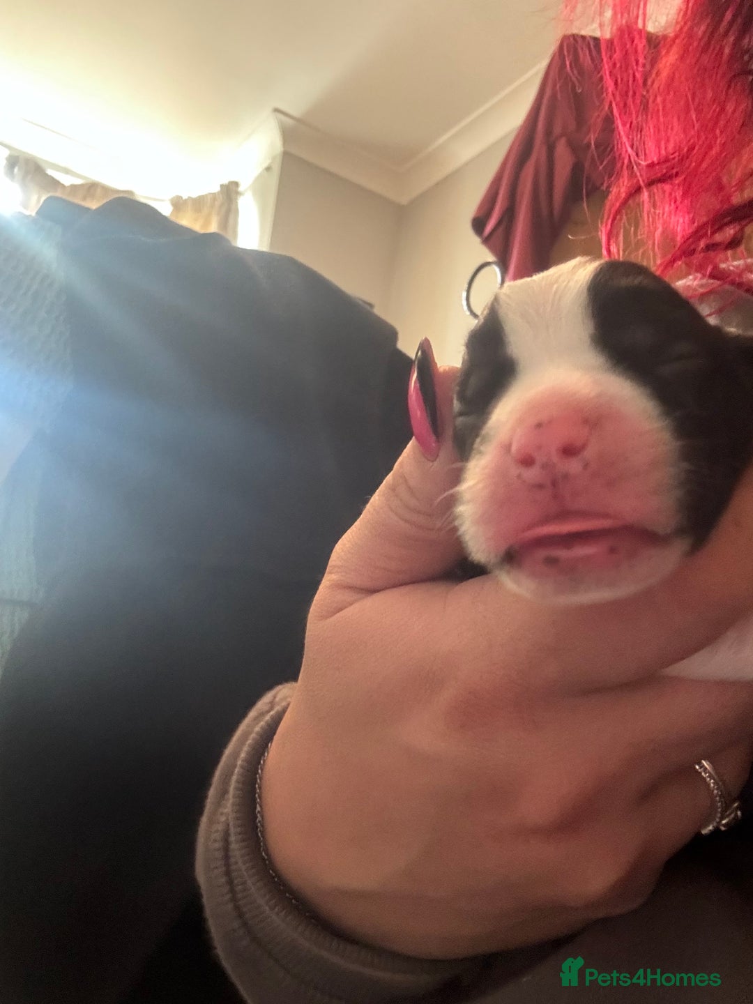 Cocker Spaniel dogs for sale: Beautiful cocker puppies  - Image 8