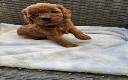 Cavapoo dogs for sale: Fluffy red Cavapoos  - Image 4