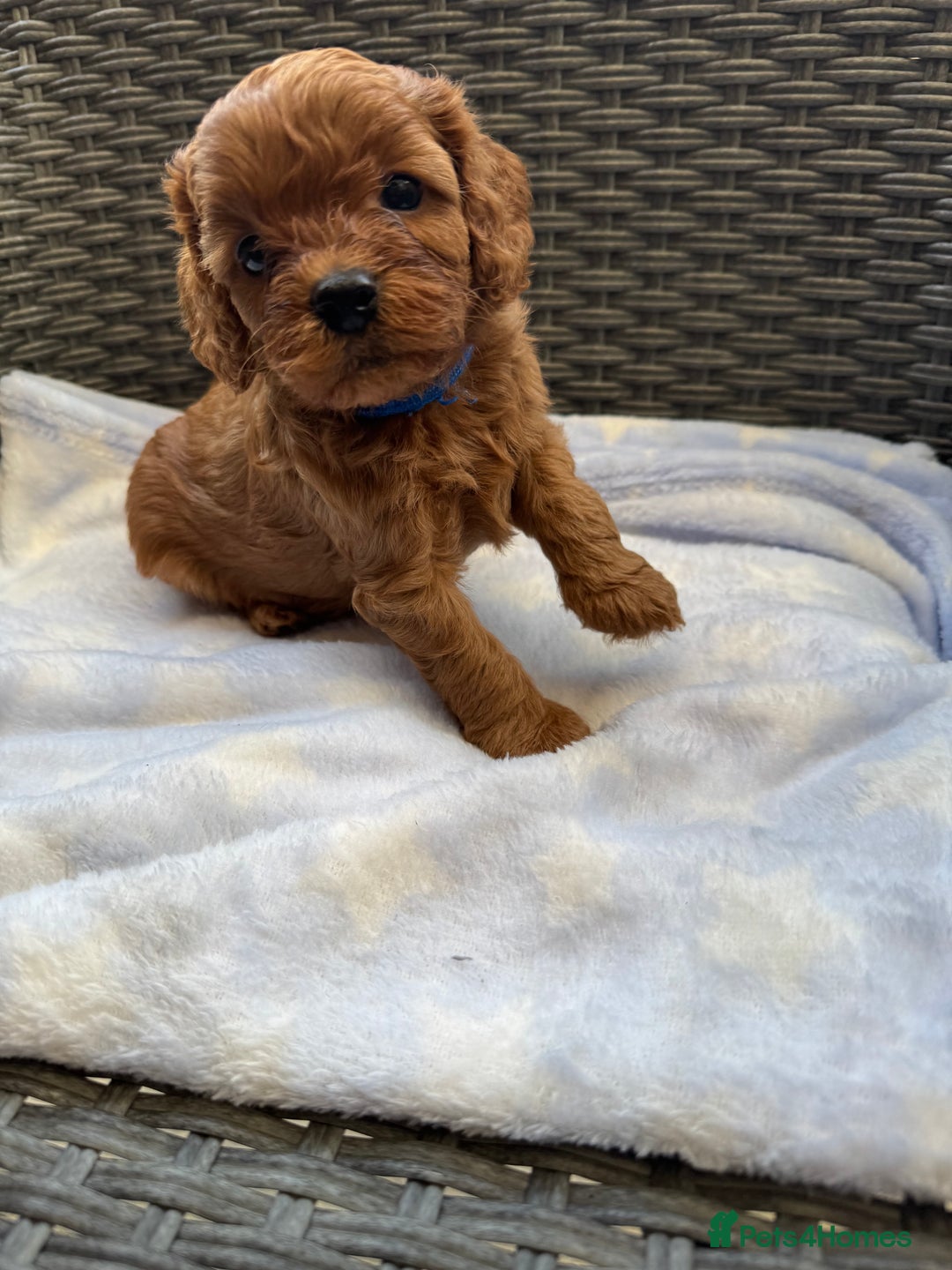 Cavapoo dogs for sale: Fluffy red Cavapoos  - Image 4