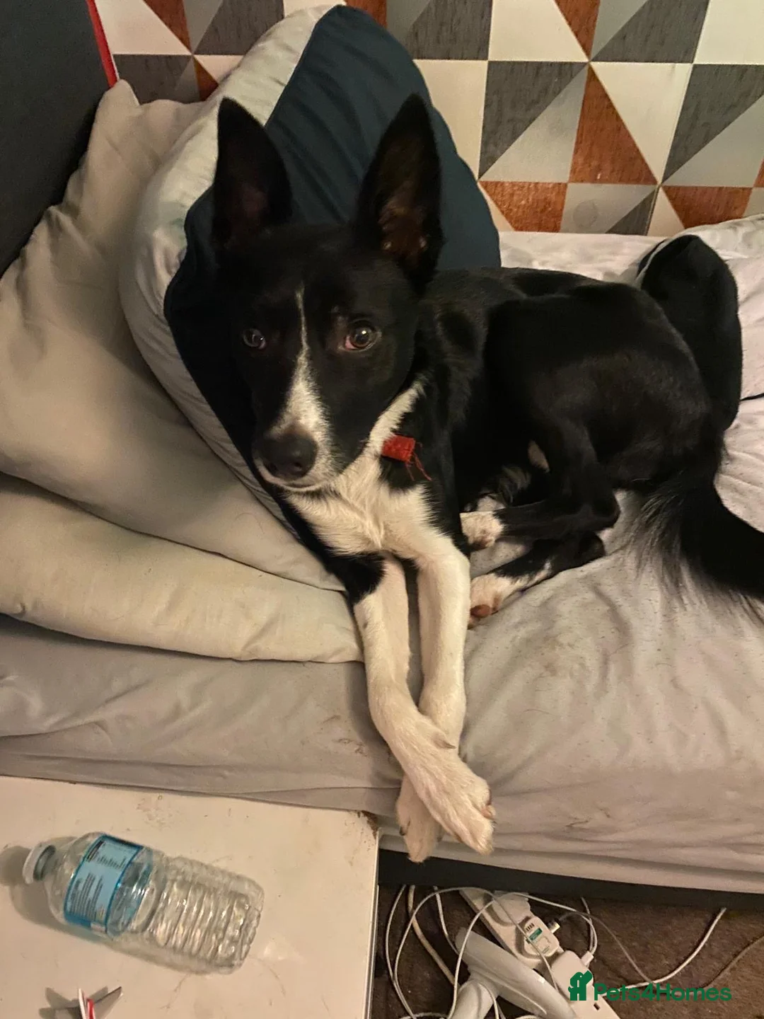 Border Collie dogs for sale: 17 month old Buck - Advert 3