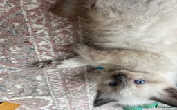 Ragdoll cats for sale: Gorgeous Ragdoll Kittens - Image 7