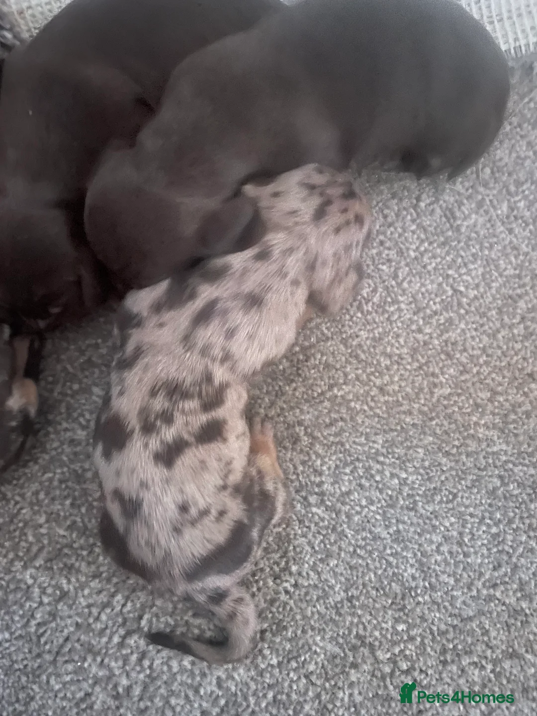 Dachshund dogs for sale: Miniature dachshunds  - Advert 3