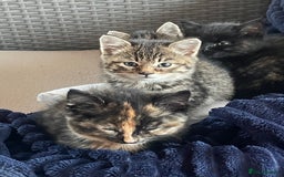 Mixed Breed cats for sale: 4 little girls  - Image 2