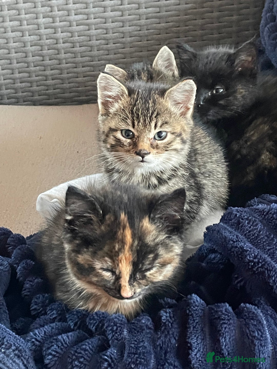 Mixed Breed cats for sale: 4 little girls  - Image 2