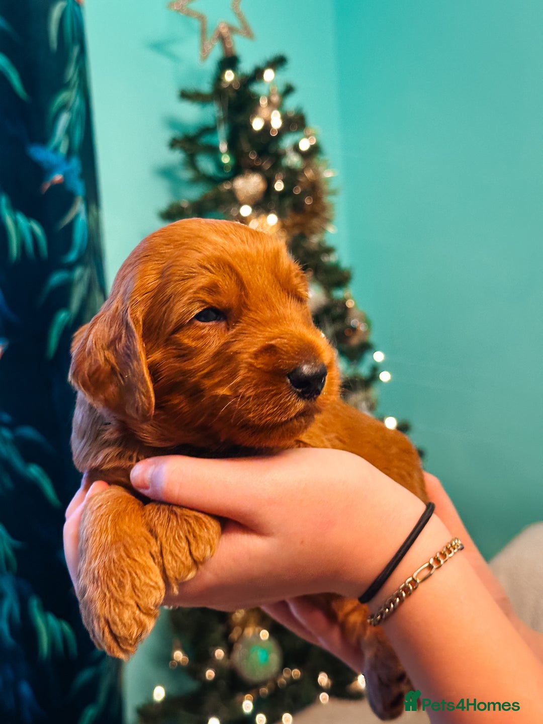 Labradoodle dogs for sale: F2B Labradoodle Puppies – Red & Apricot - Advert 18
