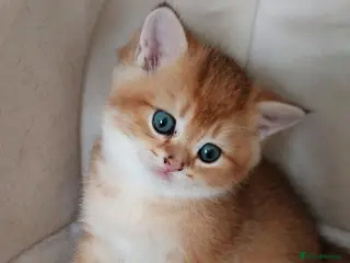 Scottish Fold cats Tica Registered pedigree kittens FOR RESERVATION - Advert 6