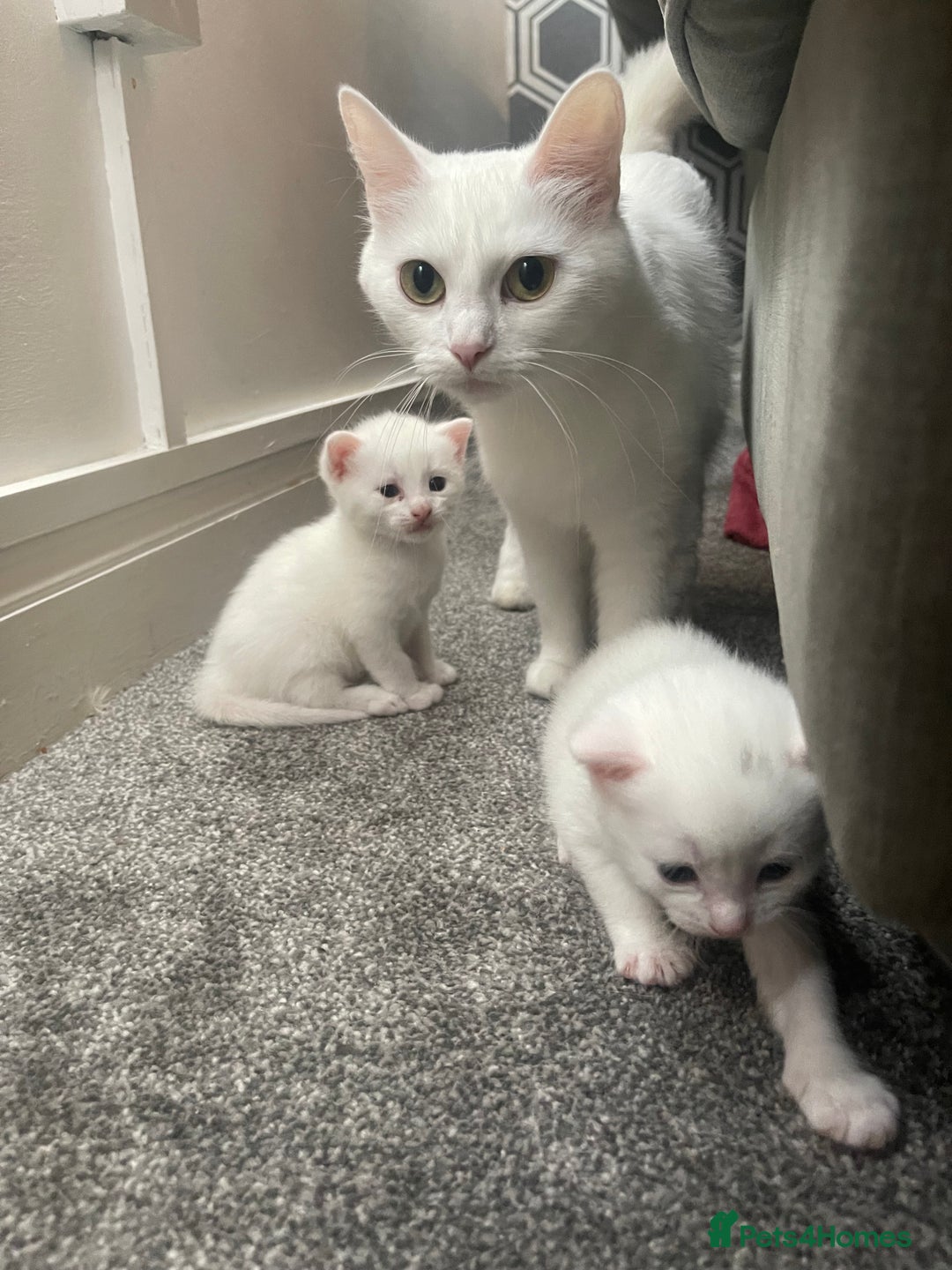 Turkish Angora cats for sale: 2 beautiful Turkish Angora kittens for sale  - Image 3