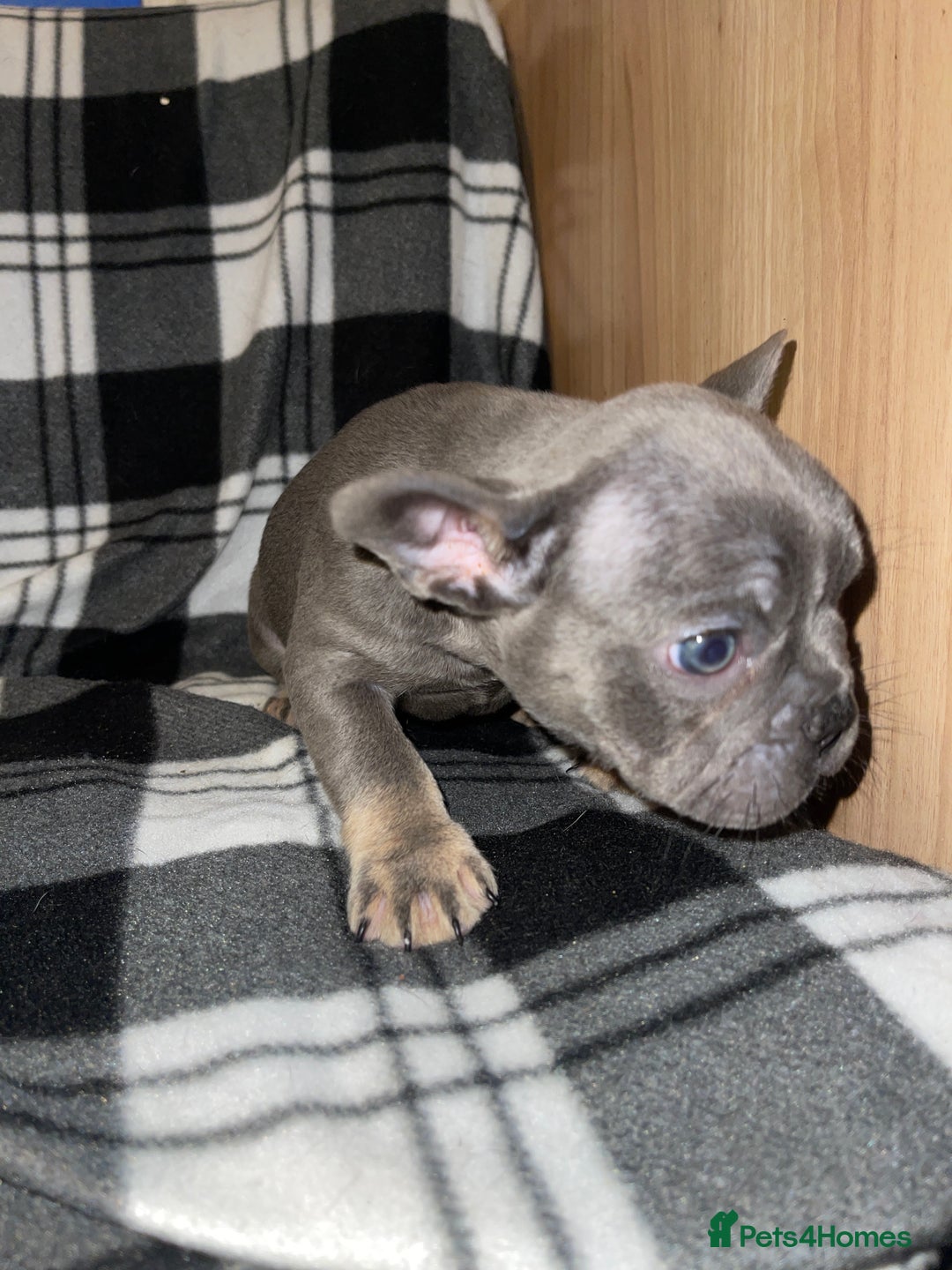 French Bulldog dogs for sale: Beautiful French bull dog puppies  - Advert 13