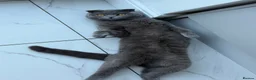 Scottish Fold cats for sale: One Scottish Boy for Sale  - Advert 4
