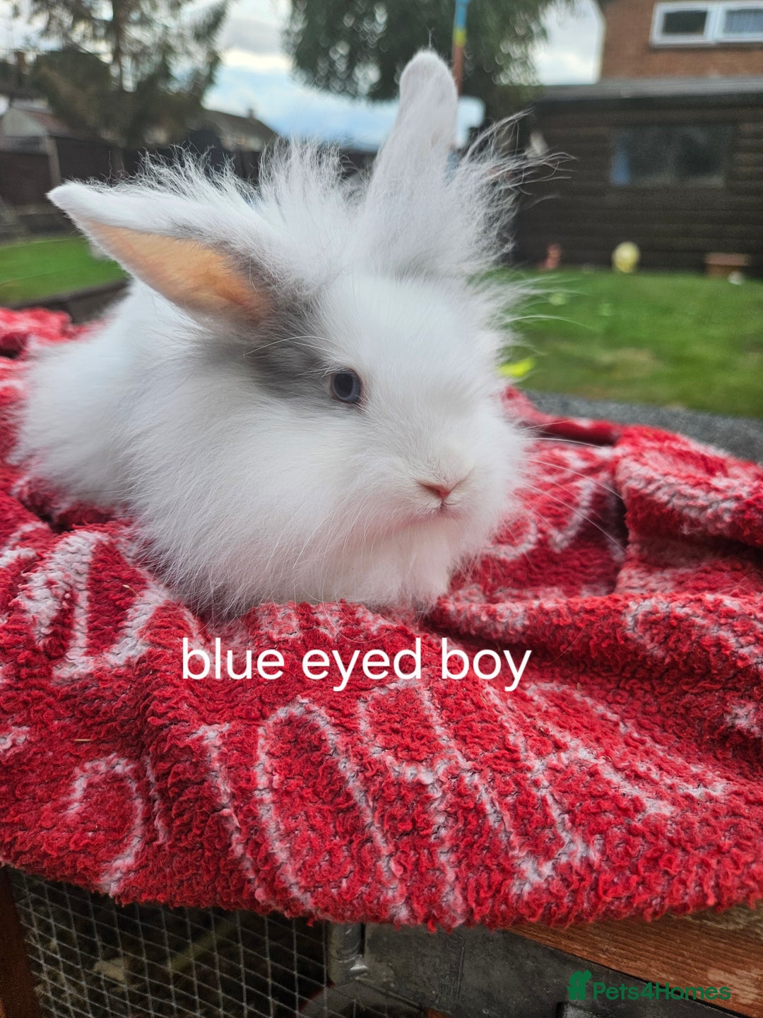 Lionhead rabbits for sale: Beautiful baby lion head bunnies  - Image 6