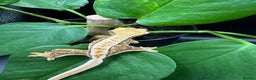 Gecko reptiles for sale: Crested Gecko babies/juveniles - Red Lily whites  in Leicester - Advert 4
