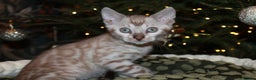 Bengal cats for sale: Last snow boy READY NOW  - Advert 5