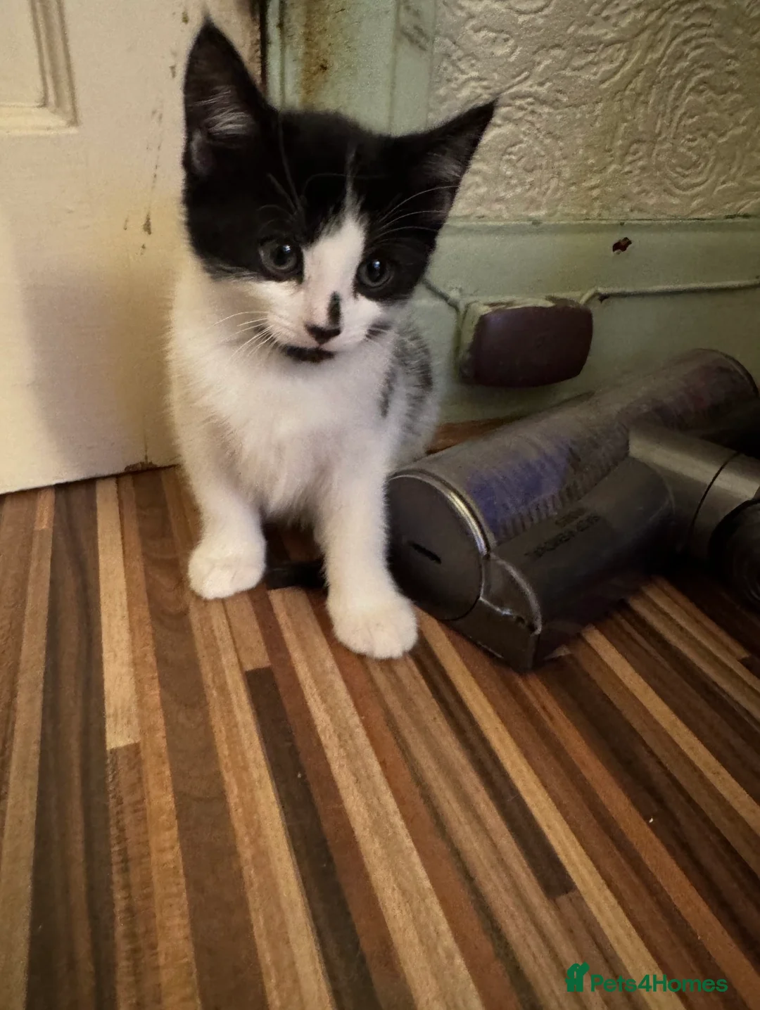 Manx cats for sale: Adorable kitten for sale in London - Advert 2