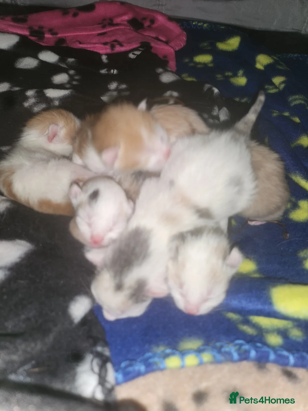Maine Coon cats for sale: 8 kittens BA9 8NH  in Wincanton - Advert 3