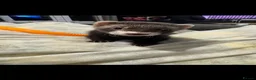 Ferret rodents for sale: Ferret in Bristol - Advert 2