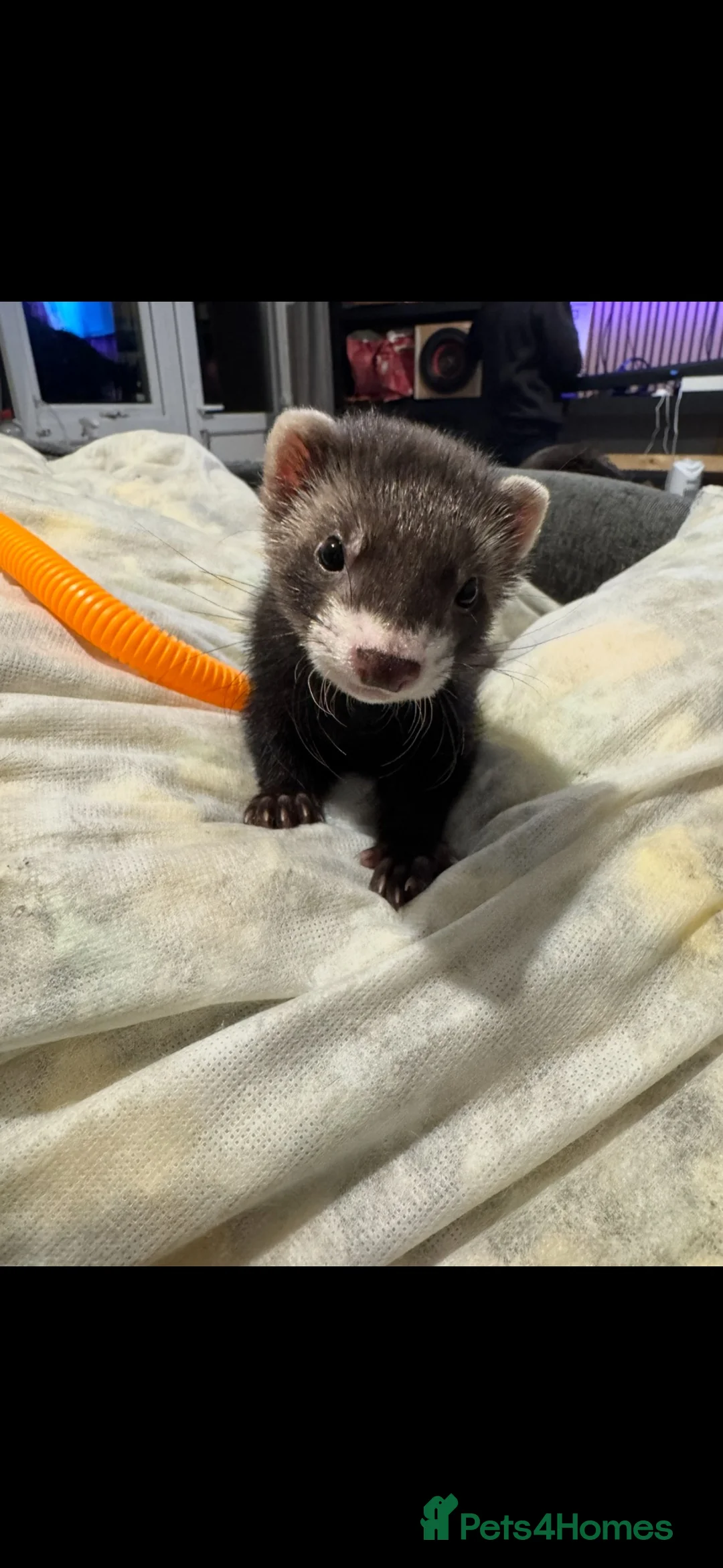 Ferret rodents for sale: Ferret in Bristol - Advert 2