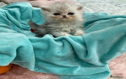 Persian cats for sale: Stunning Long haired chinchilla Persian kittens  - Image 10