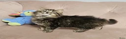 Siberian cats for sale: Last Siberian boy left  - Advert 8