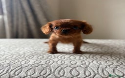 Miniature Poodle dogs for sale: 1 rubyKing Charles Cavalier health tested parents  - Image 1