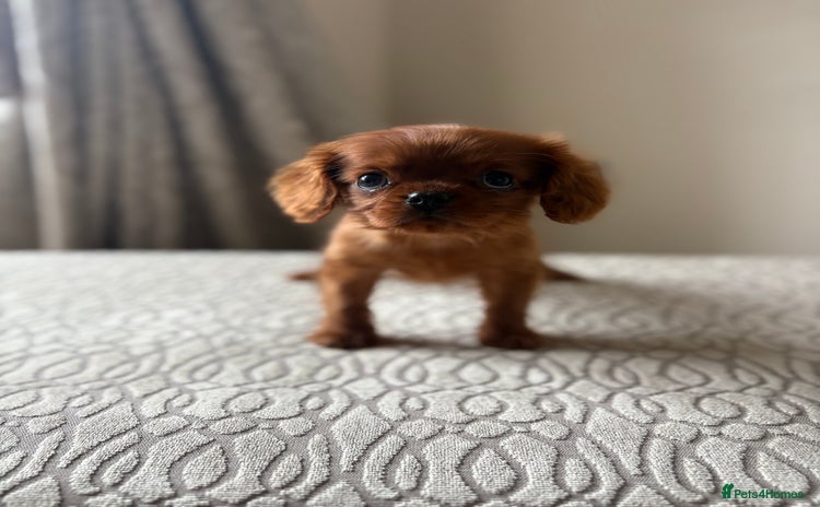 Miniature Poodle dogs - Advert 3