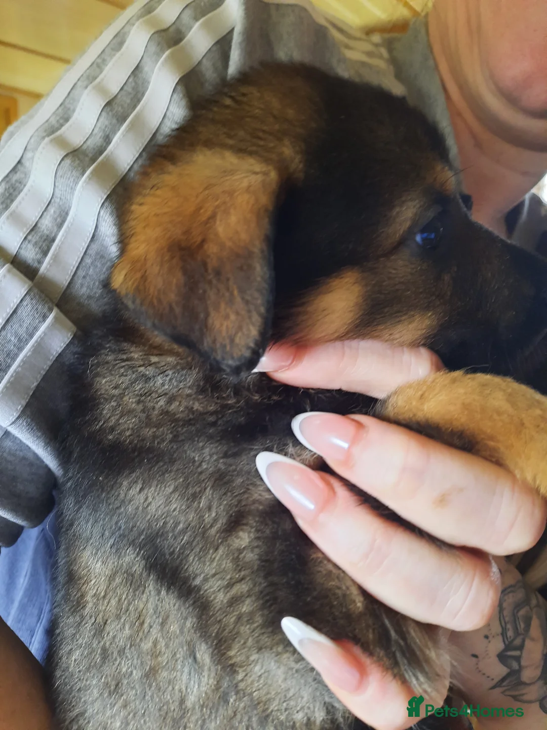 Mixed Breed dogs for sale: Rottweiler X German Shepherd Puppies  in Bristol - Advert 21