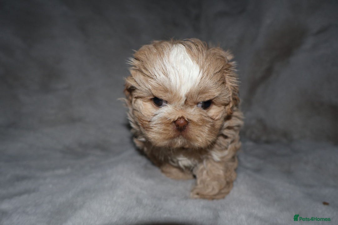 Shih Tzu dogs for sale: ✨️Exceptional Imperial Litter Ready Mid December✨️ - Advert 21