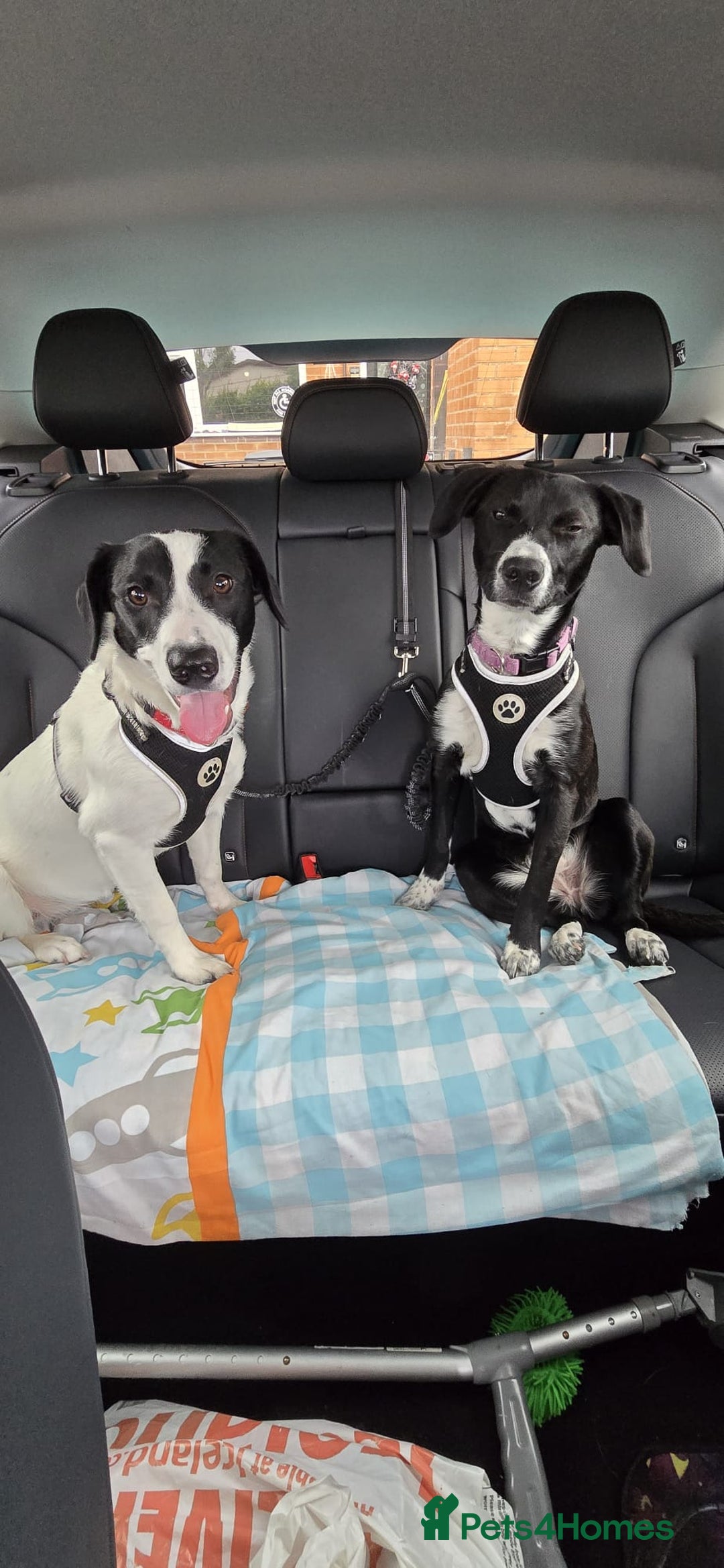 Mixed Breed dogs for sale: Beautiful 1 year old female dog  - Advert 3